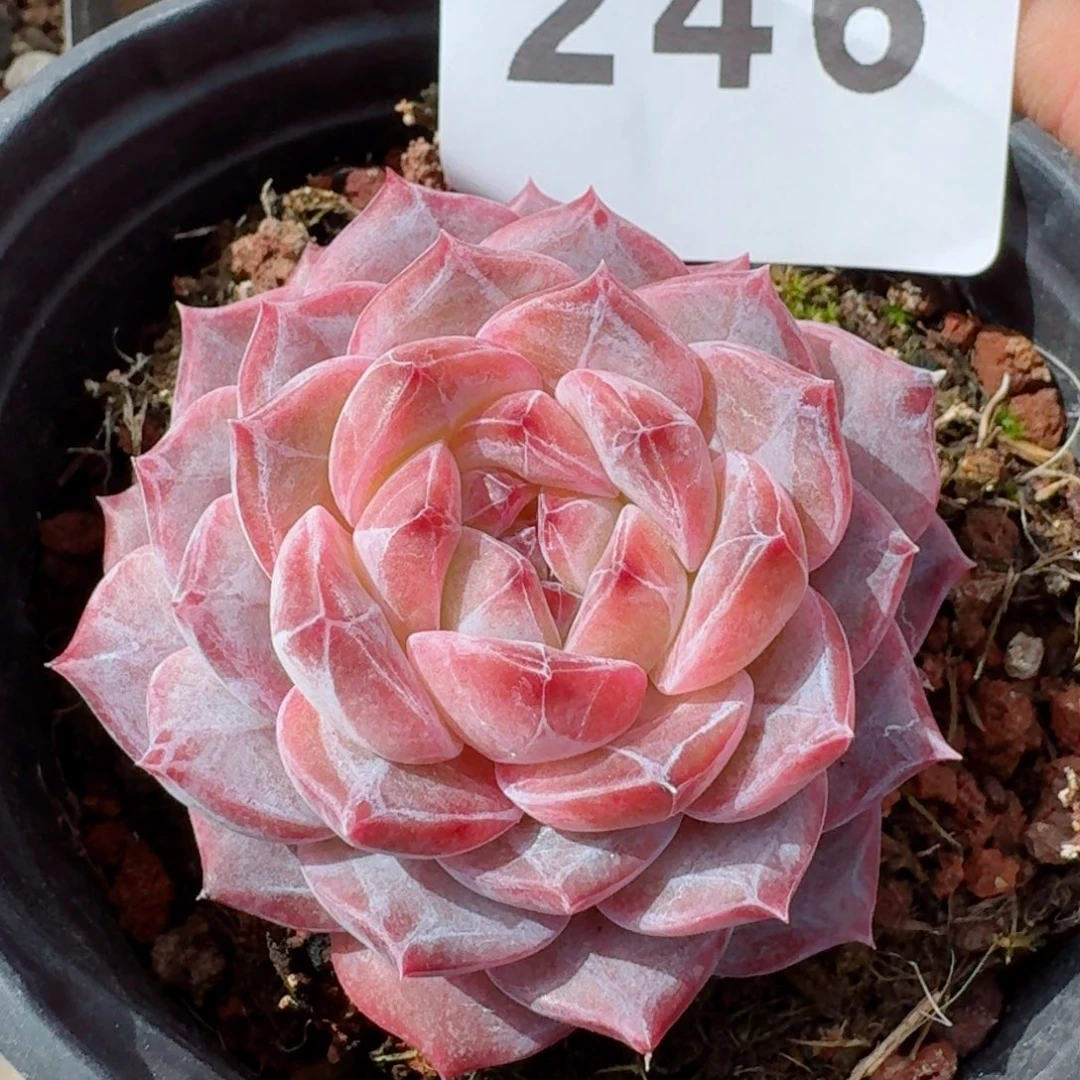 冰魄         精品多肉