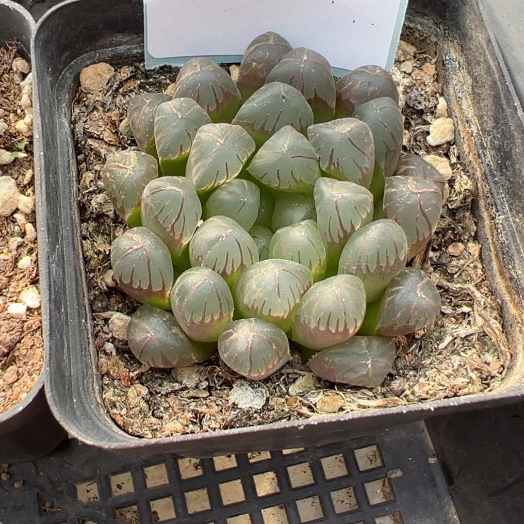 12-155肉锥多肉植物