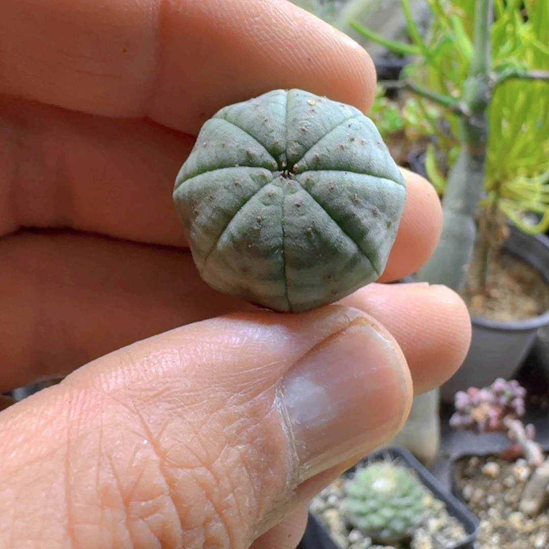 754布纹球脱土发货