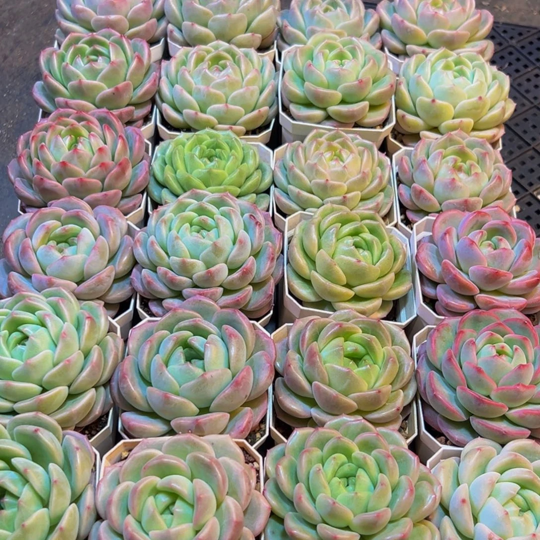 巨***）516多肉葡萄领导人的接见