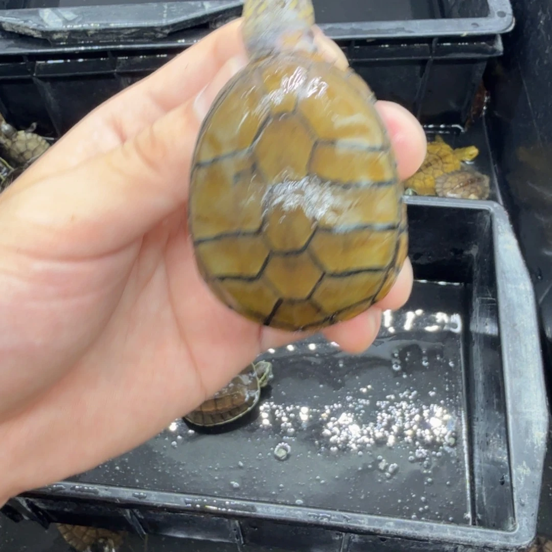 不分公母宠物龟东方瑕疵