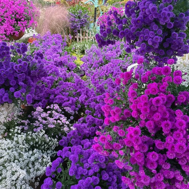 紫菀 多年生 耐寒耐热