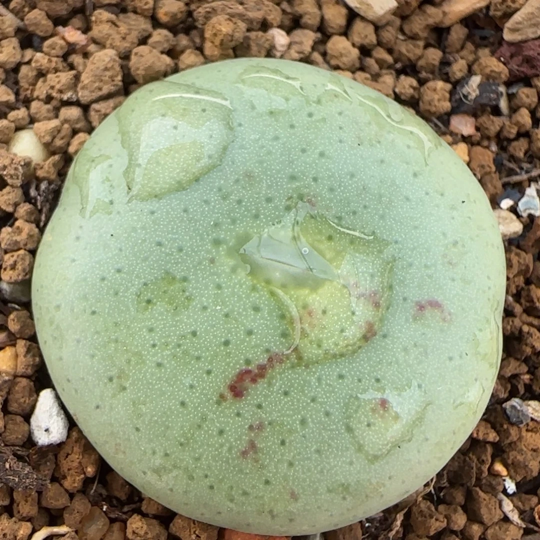 大饼多肉植物百科