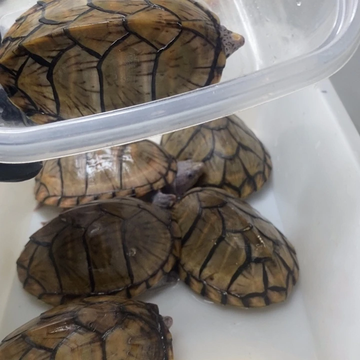 不分公母d****n刀龟