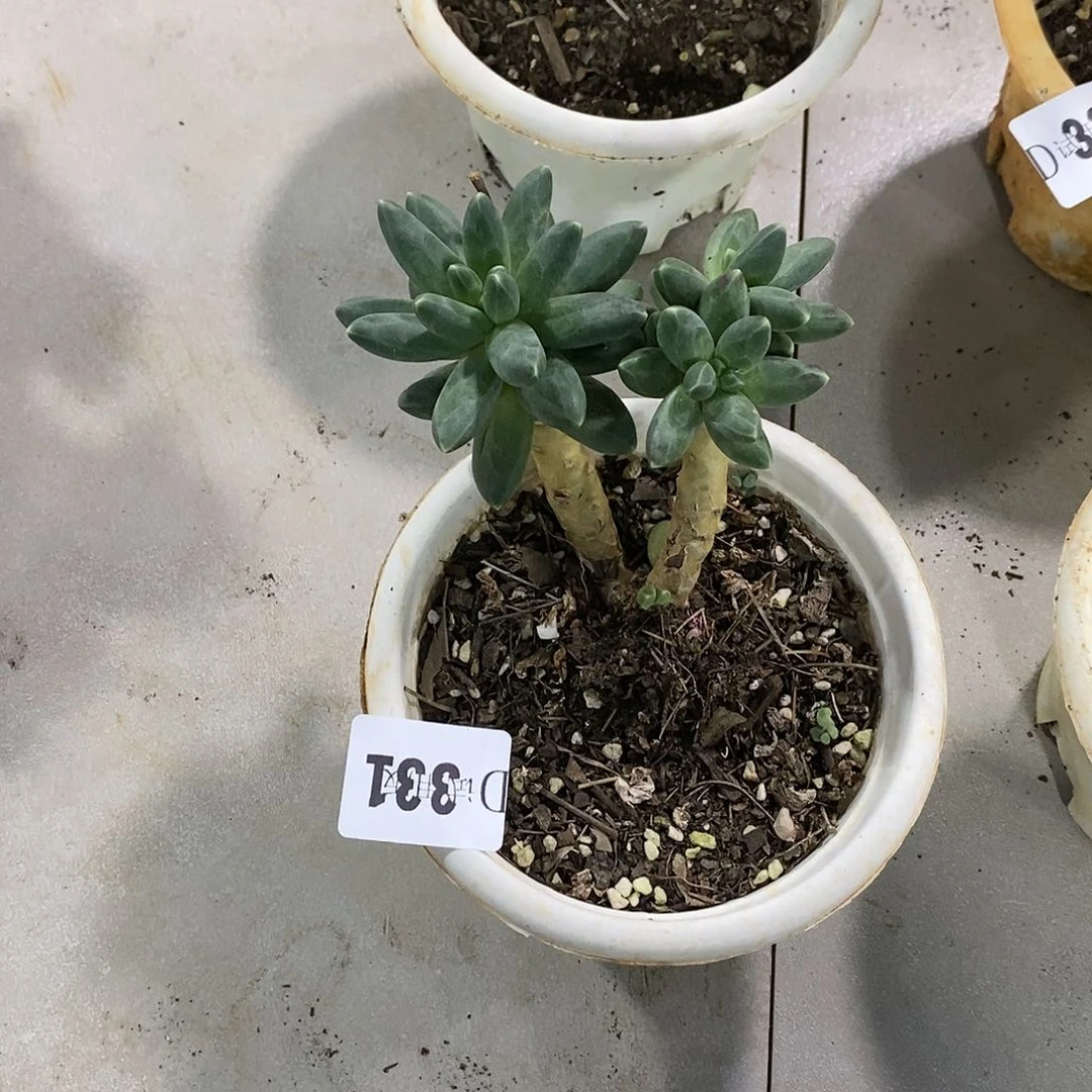 凌*林331千代田多肉植物