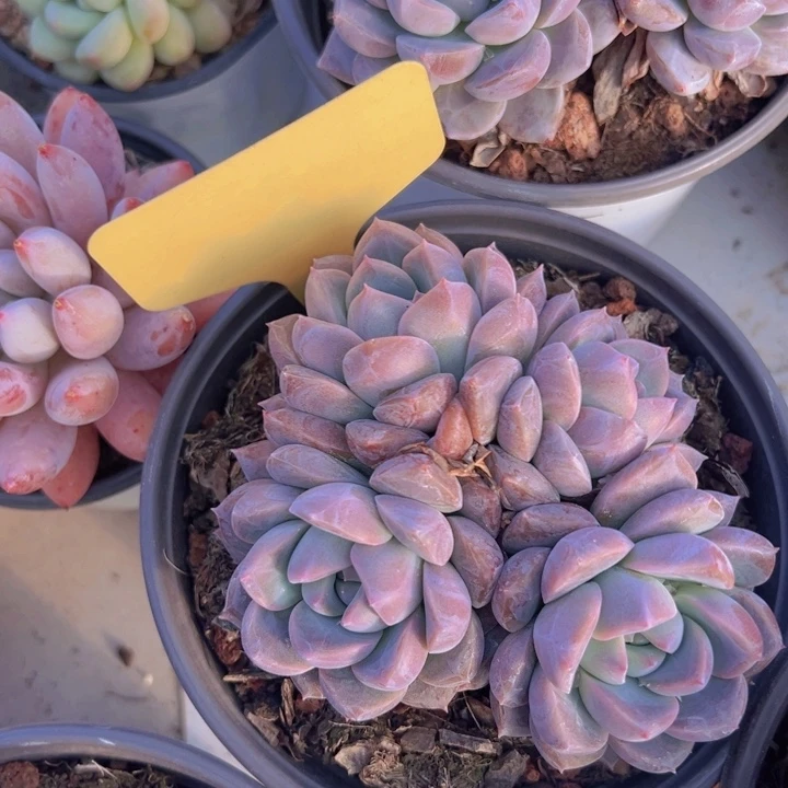 健健康康平平安安