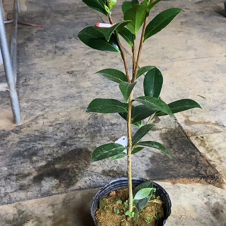 无花朵红喜糖。