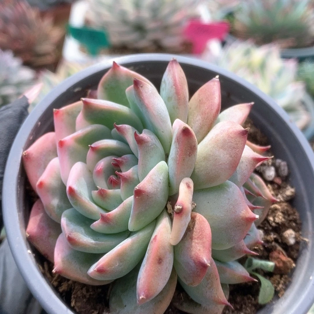 127锦锦锦锦锦锦锦锦