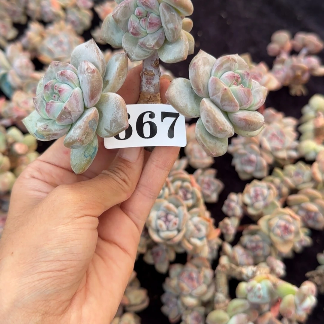 星影4头无根一物一拍667