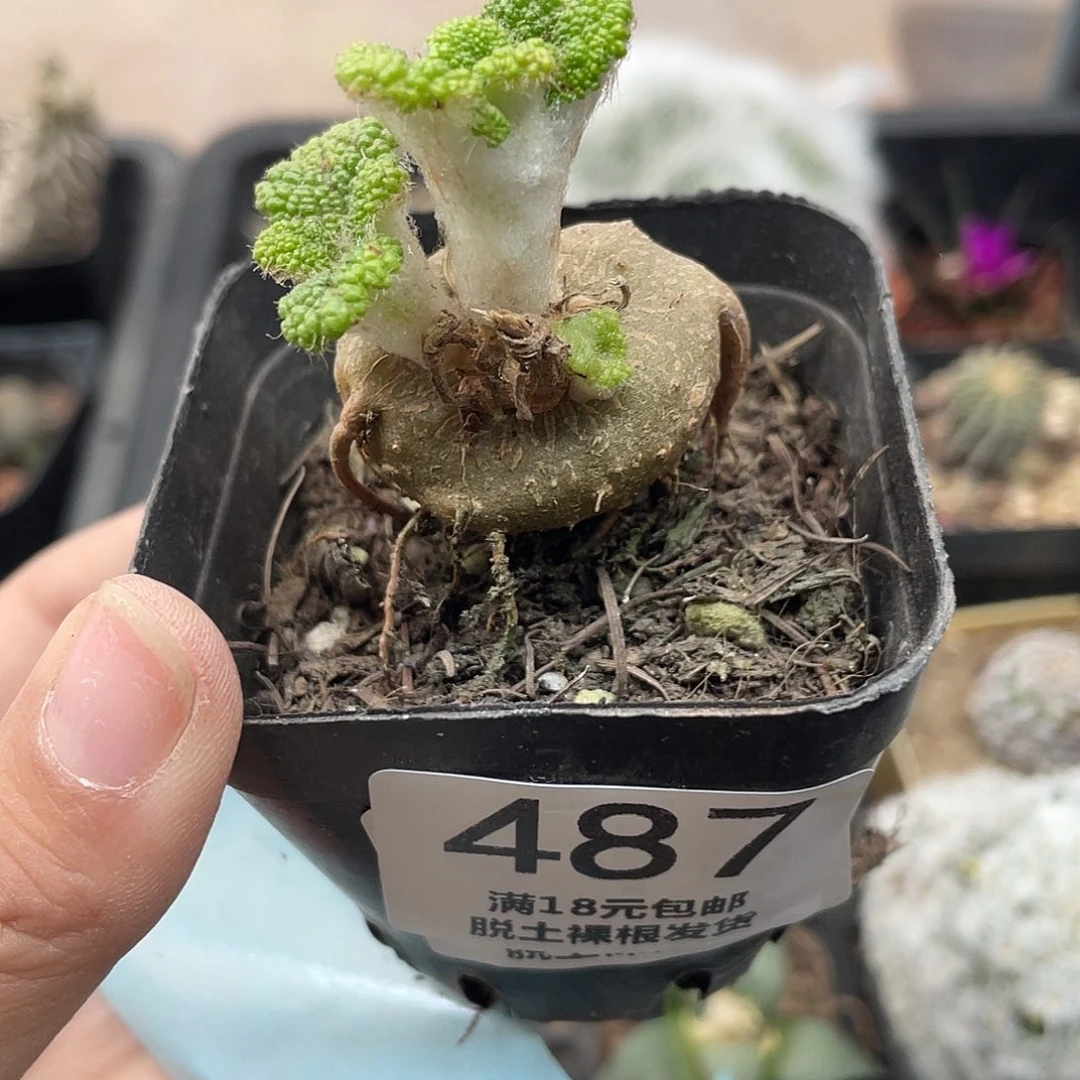 487断崖王子（满18元包邮）