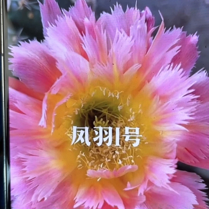 凤羽1号5公分左右满18包邮