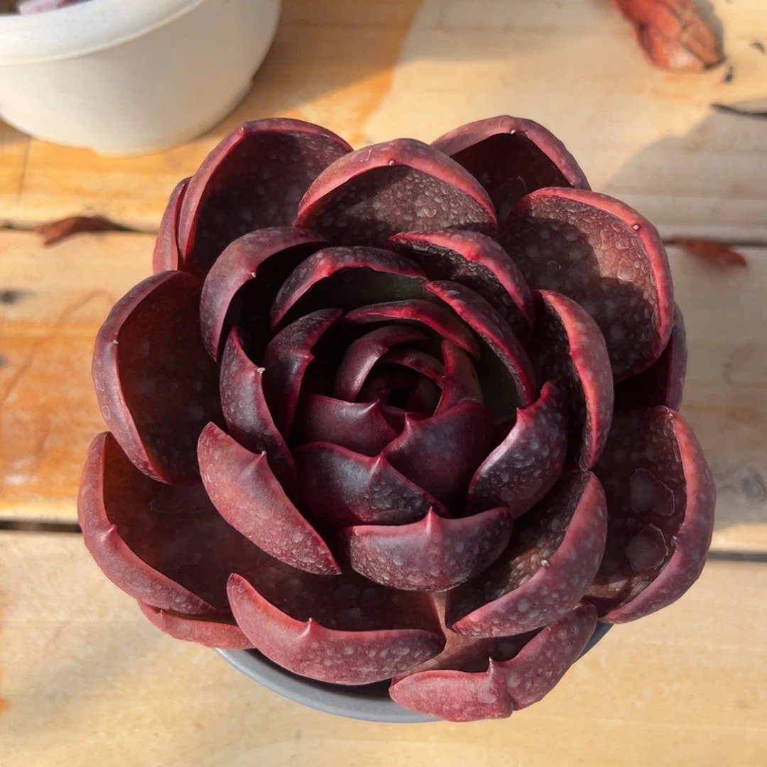 多肉单头红灯【非偏远满18包邮】