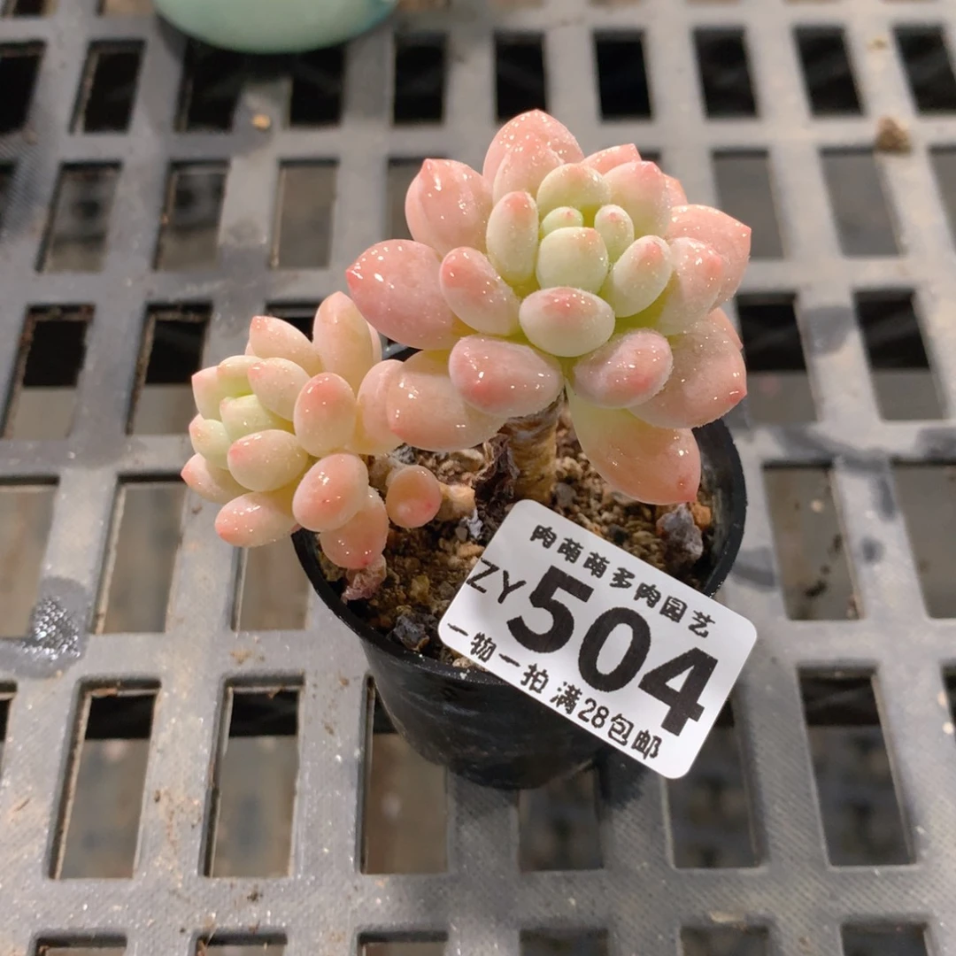 肉萌萌拇指盆精控多肉ZY504