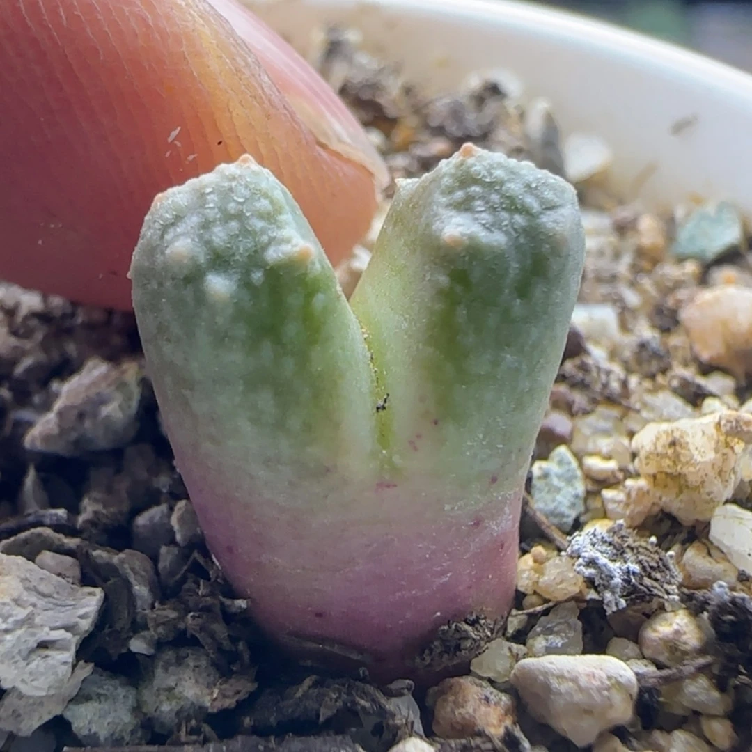 【闪购商品】树****蚁22031