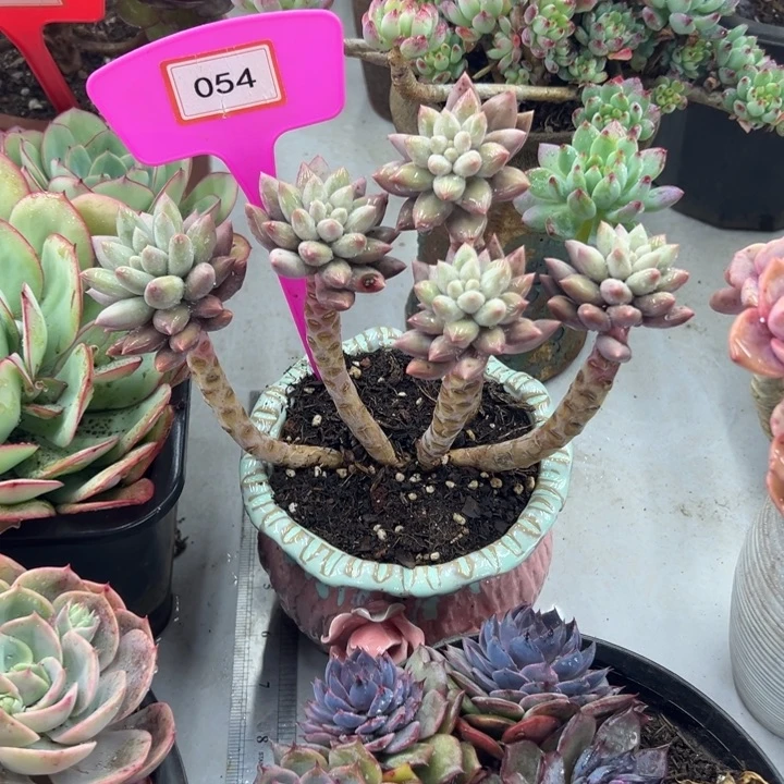 白***红蜻蜓多肉植物054