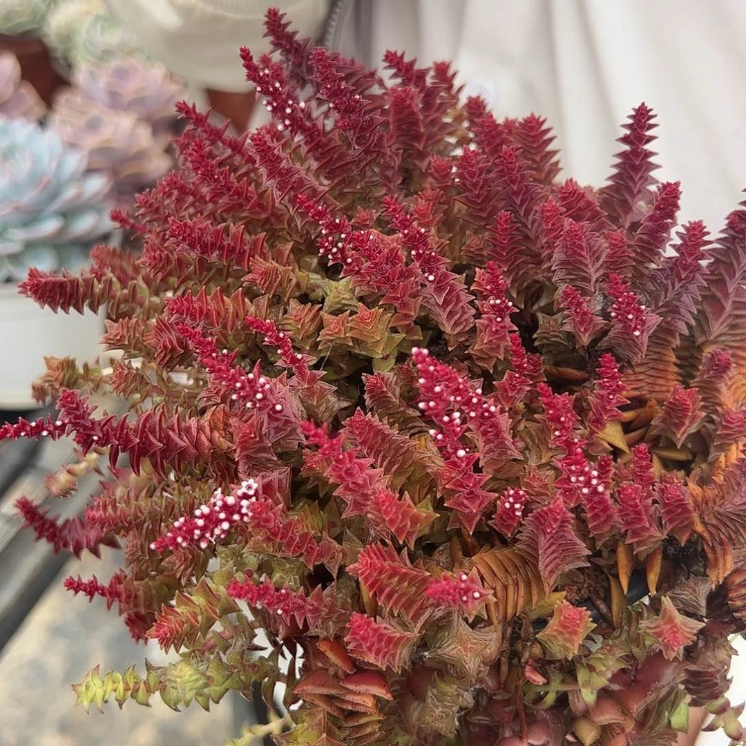 多头茜之塔带盆土一盆