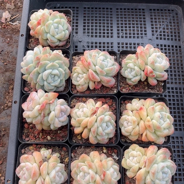 冰玉多肉七方盆一组10个2号