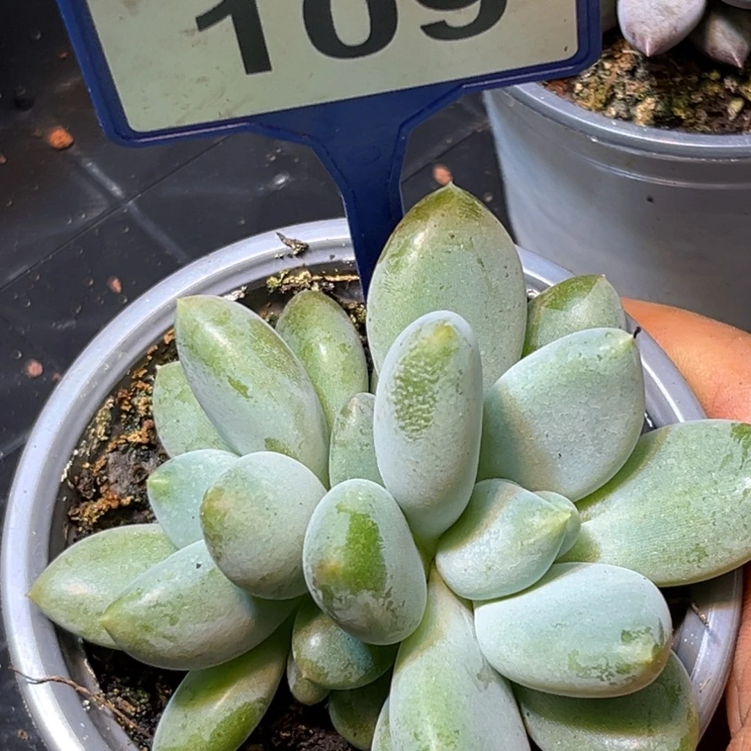 多肉植物胖体哥特109