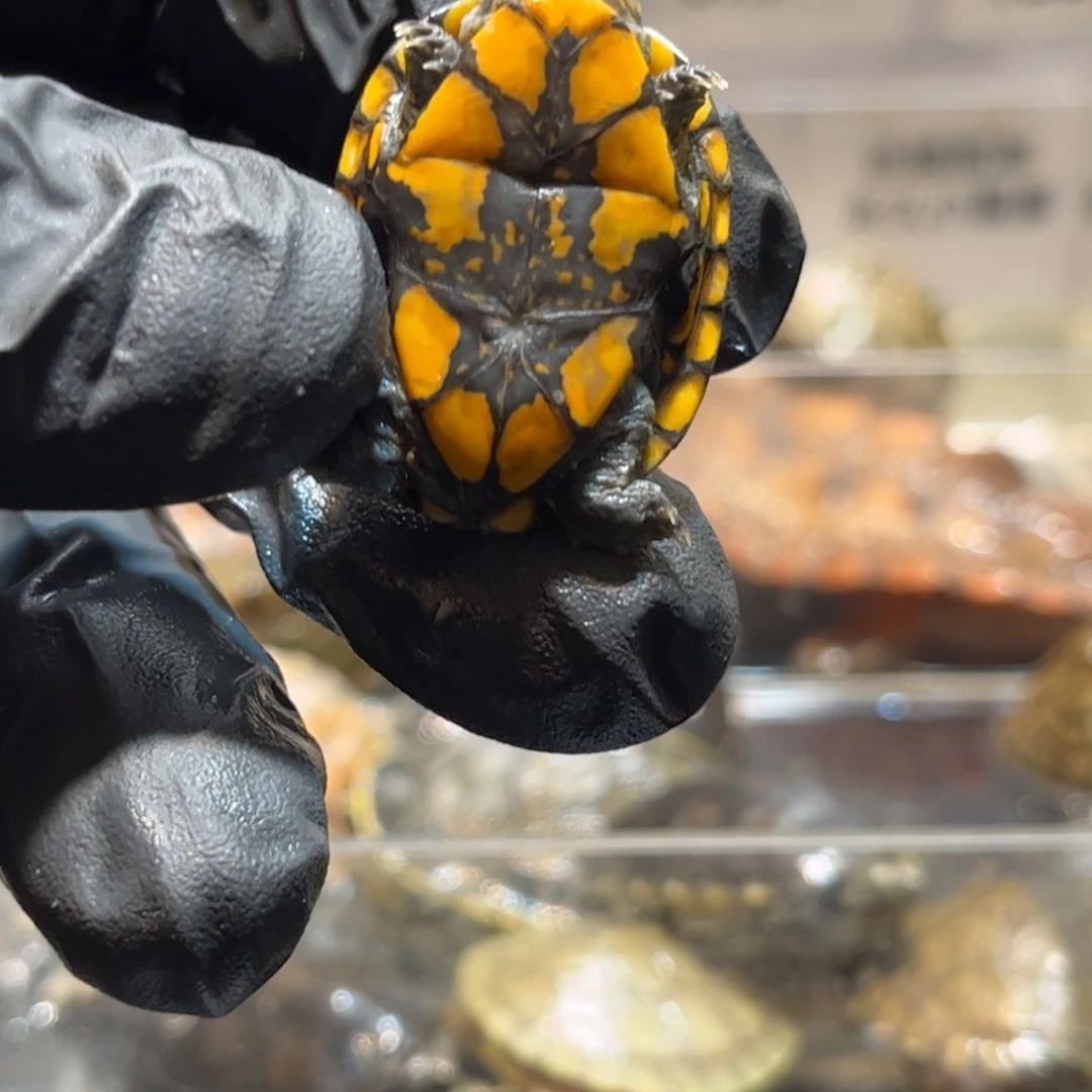 x***n母宠物龟红面蛋龟