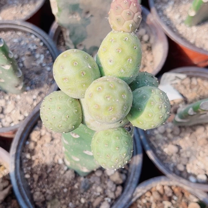 无刺习志野仙人球开花九头