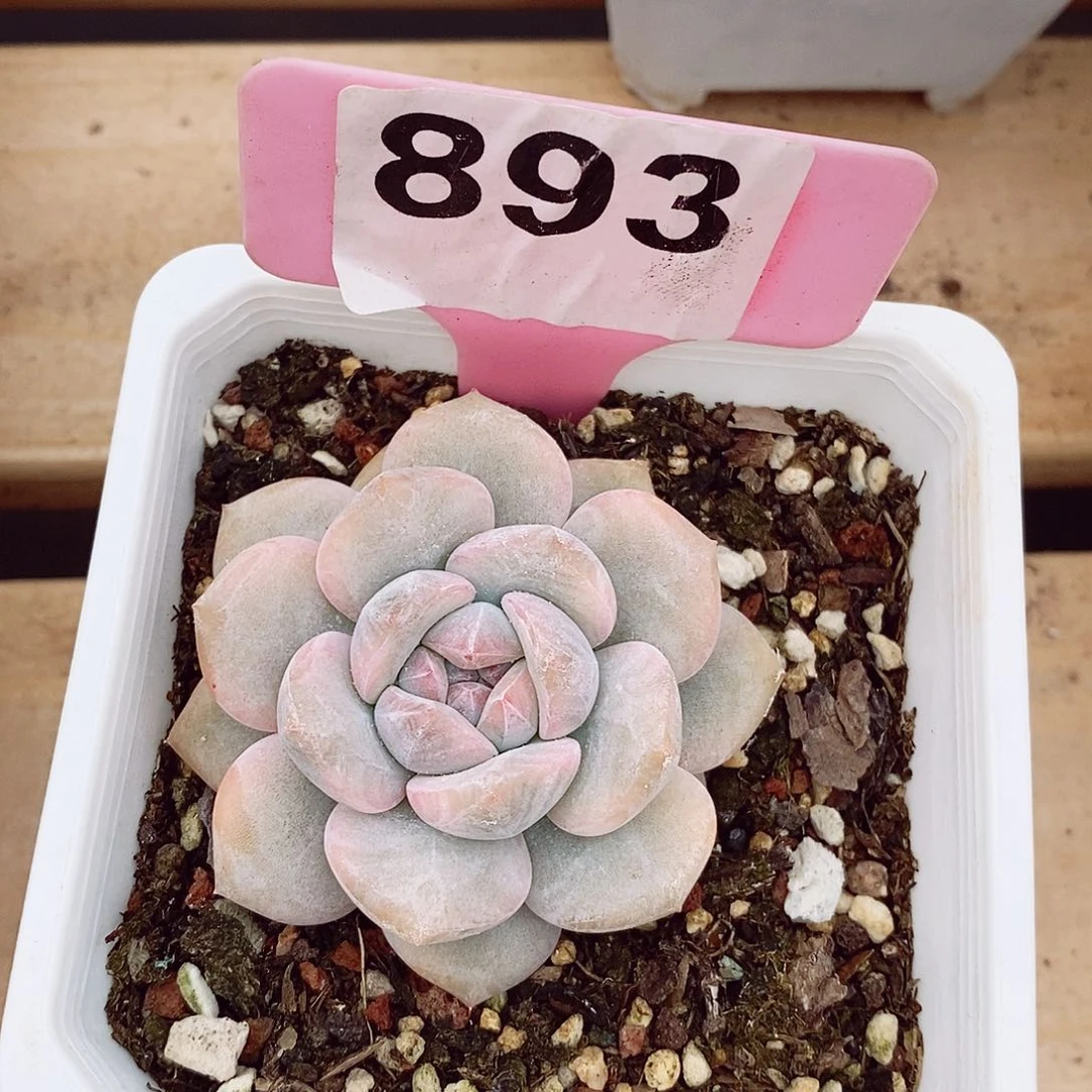 晚*梦露锦6cm多肉植物