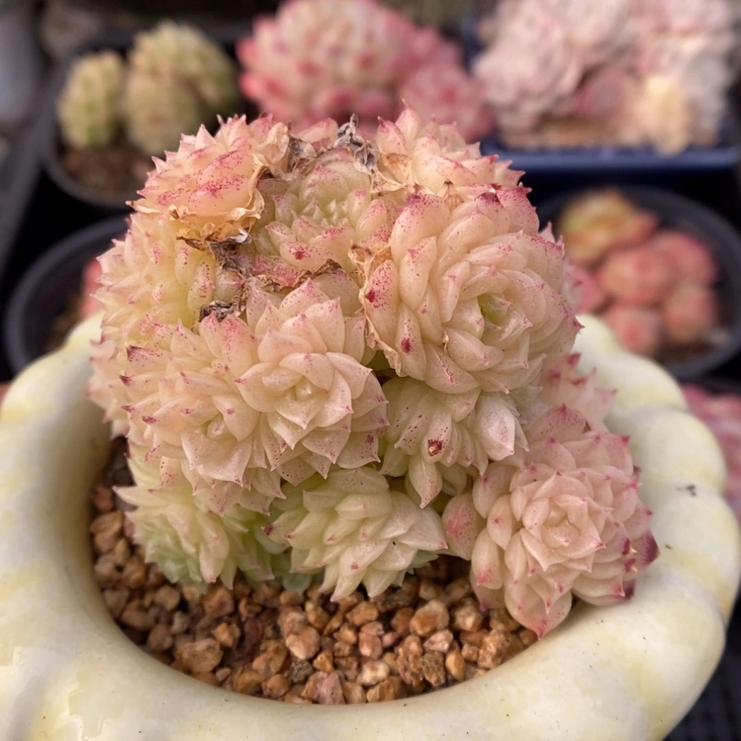 粉油透麦秆群生5321号