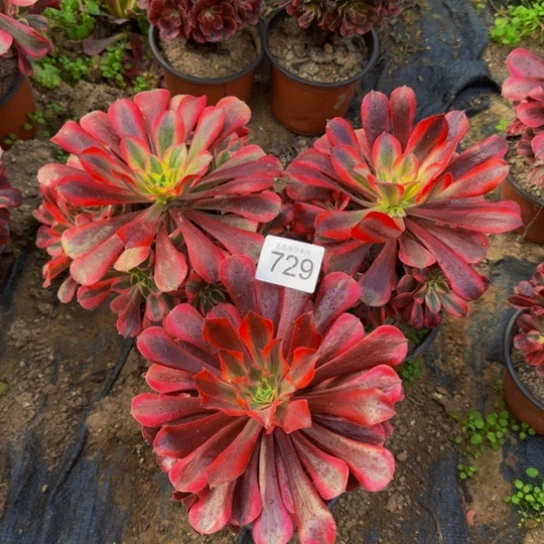 美杜莎3棵3号棚729