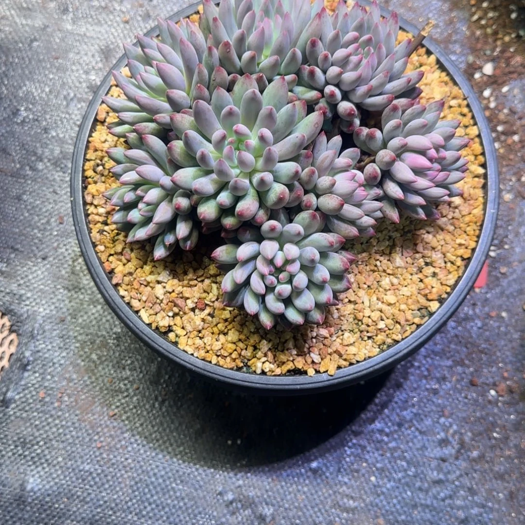 羽毛纹虞美人多肉植物一物