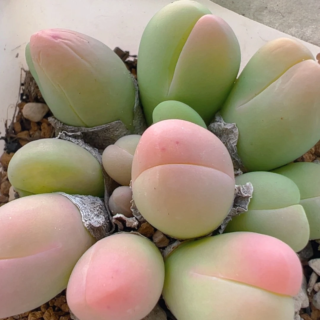 饭**.63多肉植物百科知识