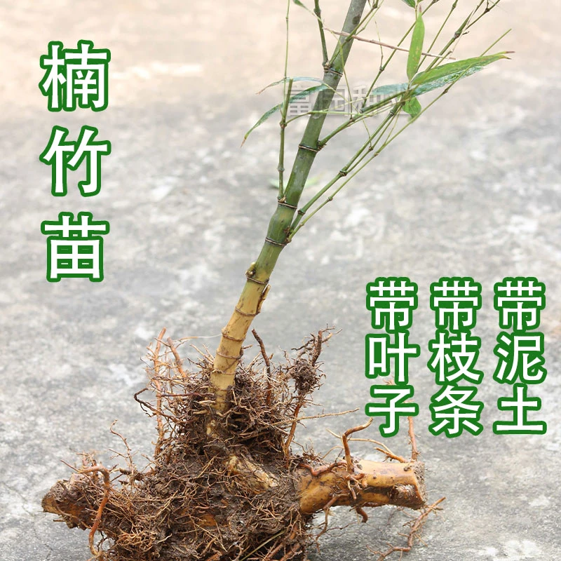 湖南大型楠竹苗可食用冬笋苗户外耐寒四季常青竹现挖现发带土球