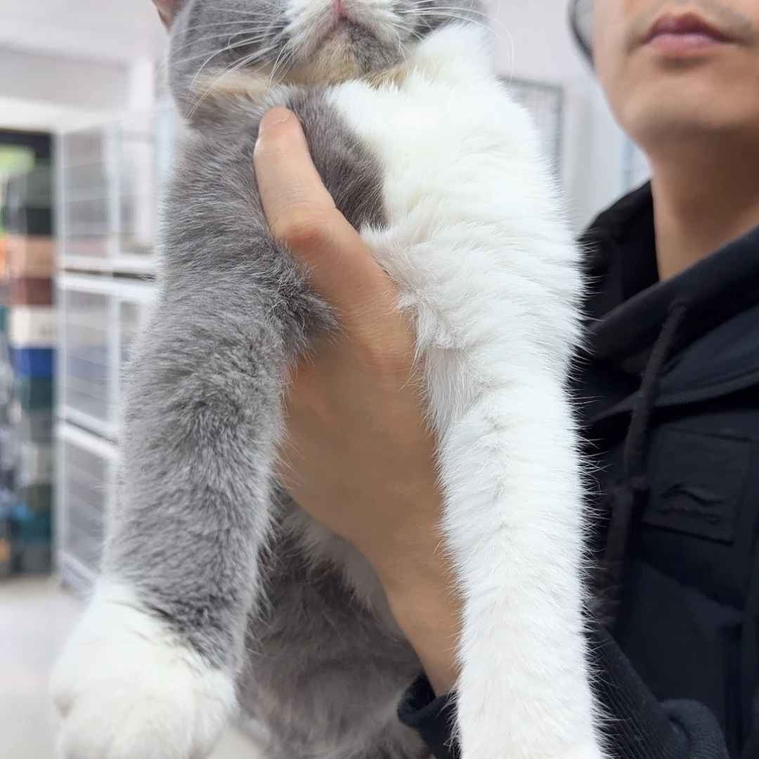 三花妹妹 疫苗齐全