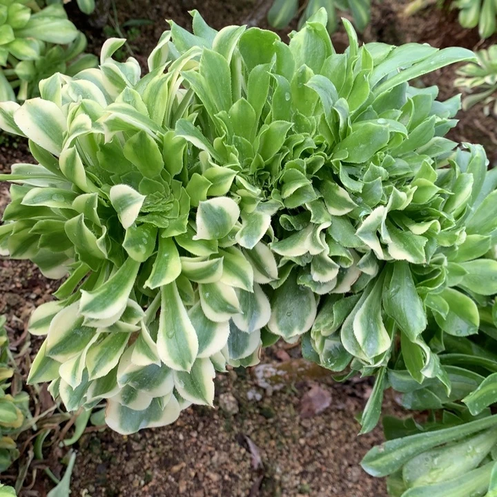 翡翠琉璃花脸缀嫁接22-1