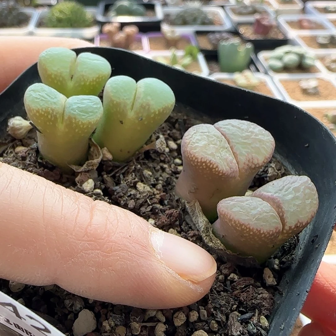 过年好，脱土发货，年后发货哦23422