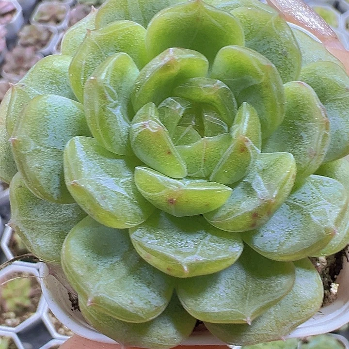 白恋19包邮多肉植物