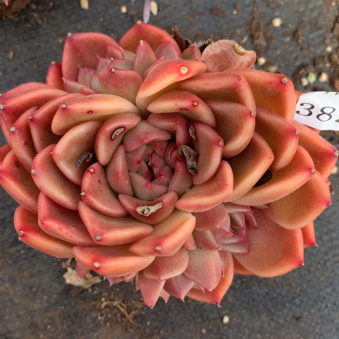 蛋*3828有叶伤介意不拍11厘米