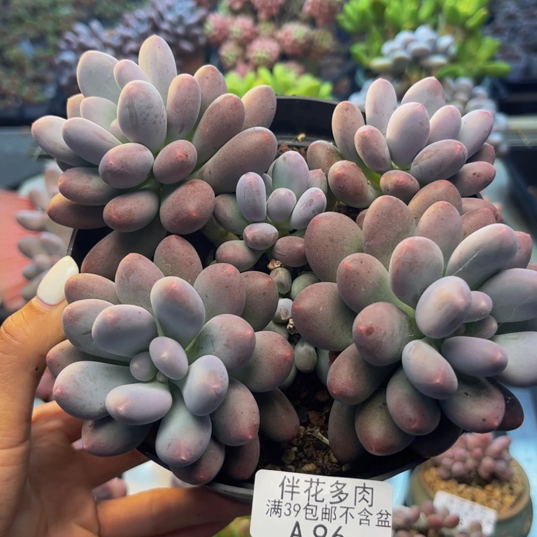 96-大群蛋黄奶多肉11cm