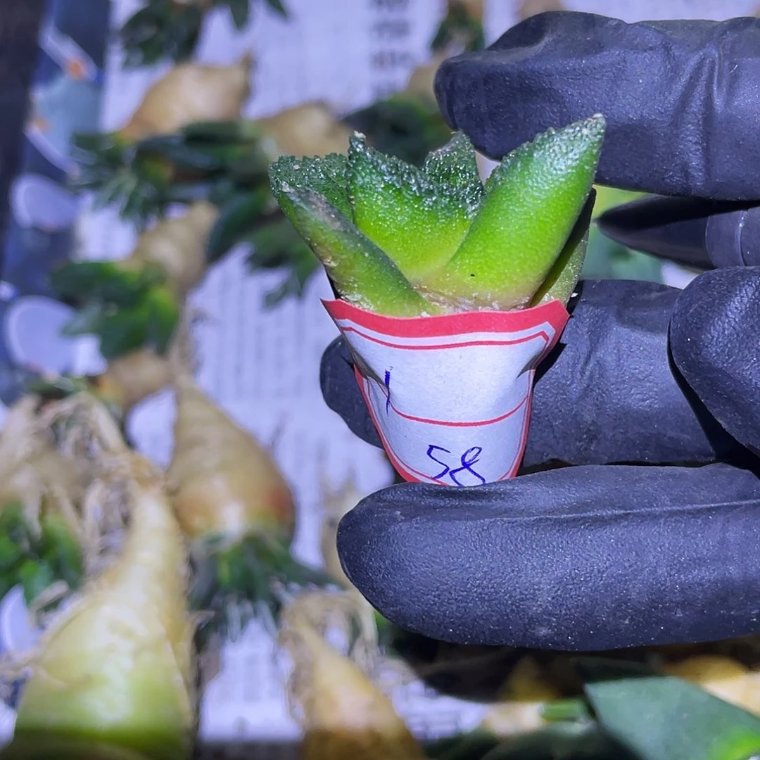 1号实生超级哥斯拉