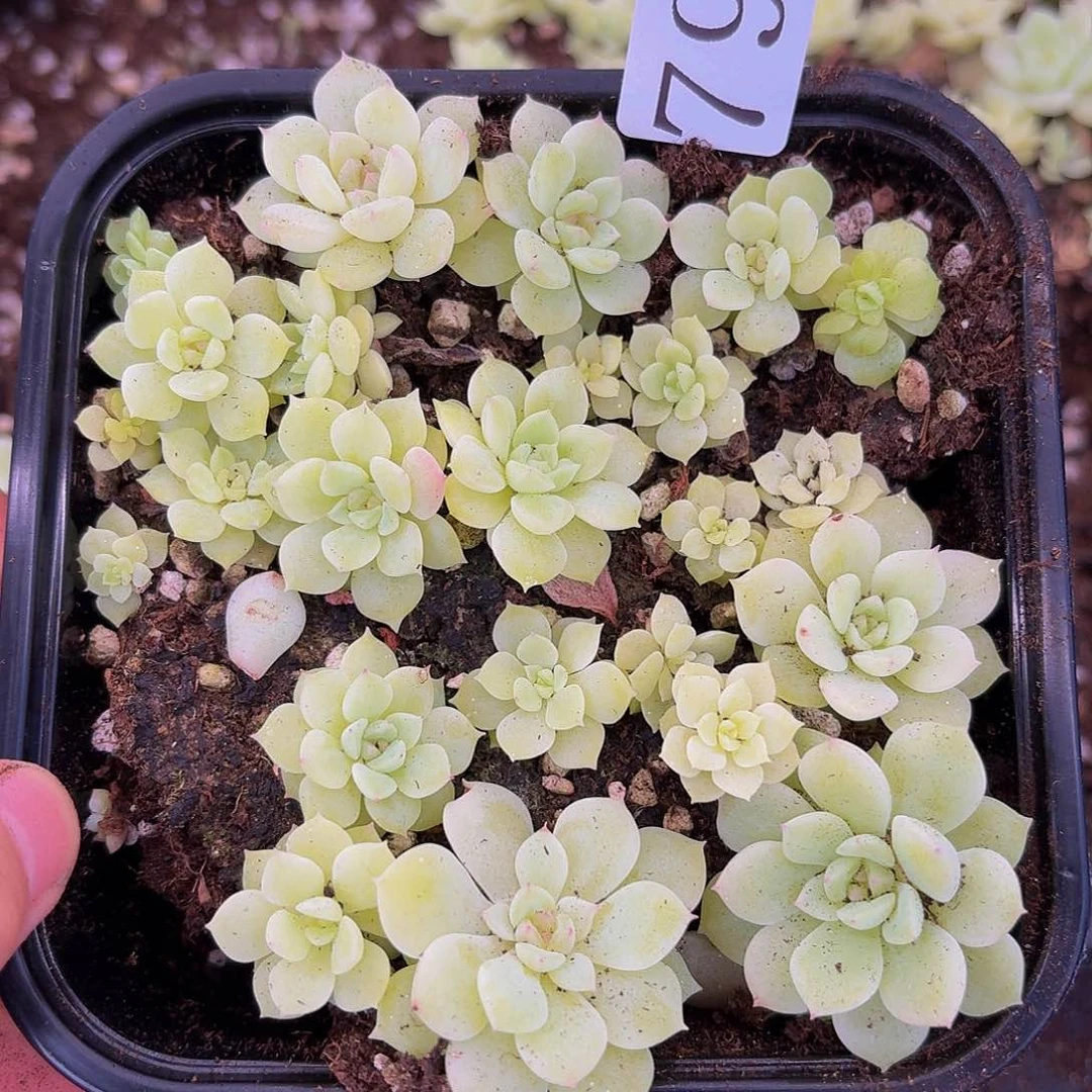 多肉植物多肉植物796