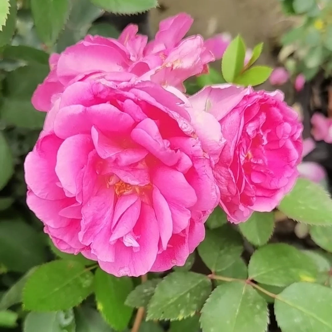 【月季花】一物一拍