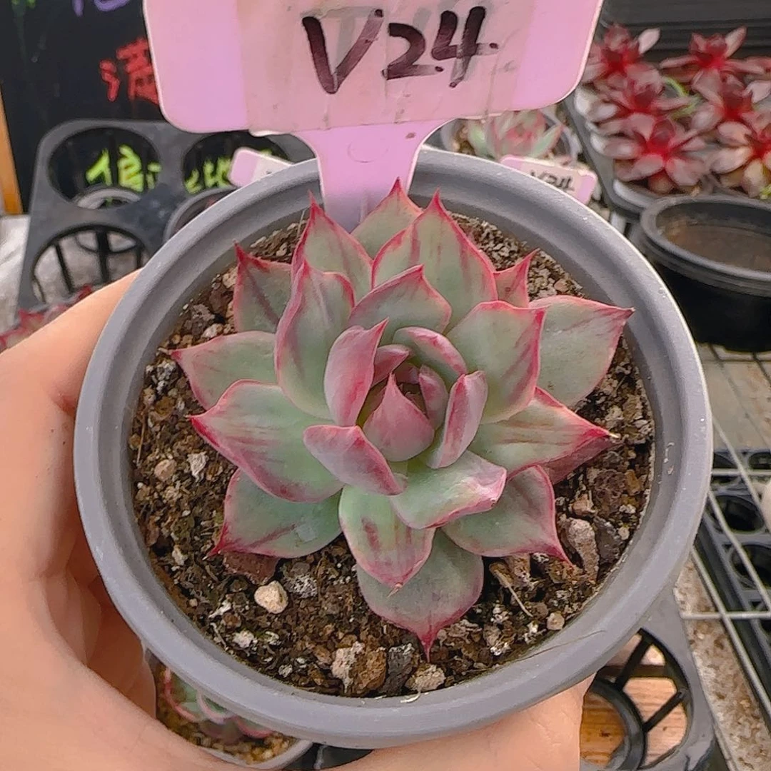 梨V24 惊鸿仙子多肉