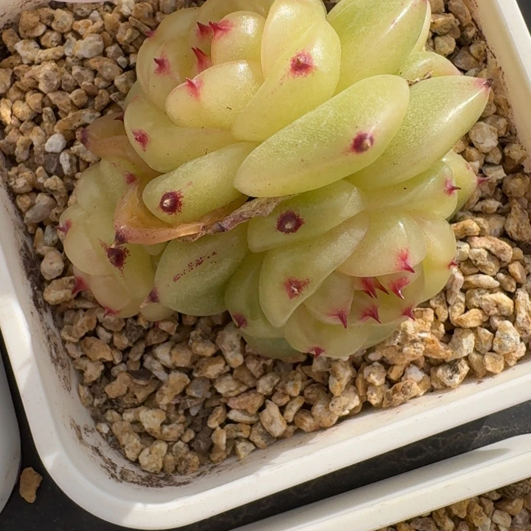 红陶0211-13-宝拉