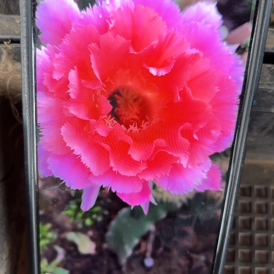 山脉天际彩4-5公分侧牙20包邮仙人球10