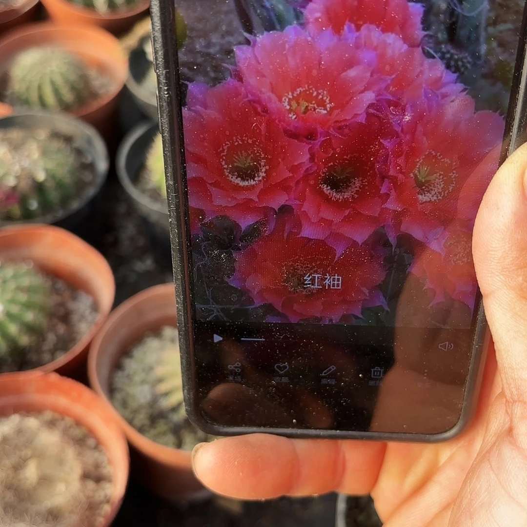 红袖带根侧牙20包邮瑕疵