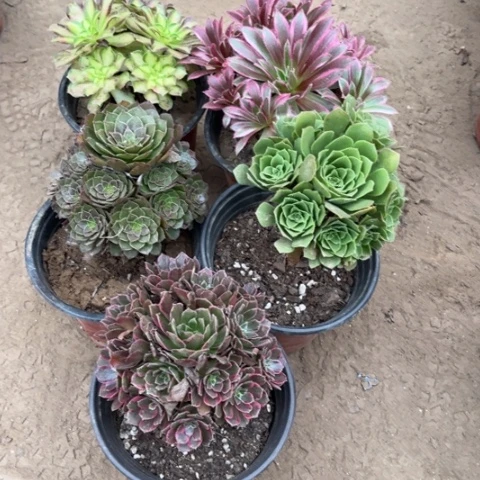 337多肉植物组合，