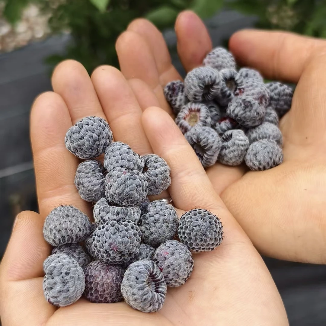 （杯苗）云南基地无刺黑泡黄泡杯苗苗易活庭院爬藤新手树莓树苗