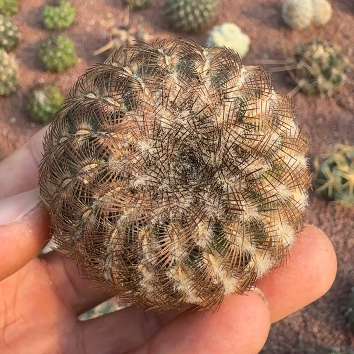 尤丽光虾无根6666666