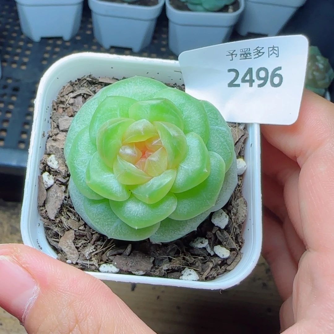 孤品，2496多肉植物