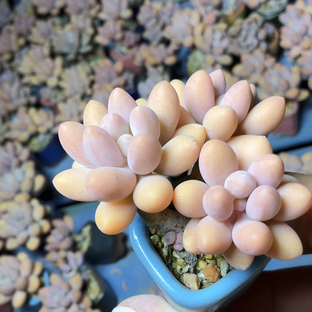 萍***花多肉植物的生长发育和生长