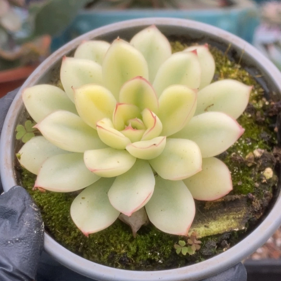 093白慈禧锦锦锦锦锦锦