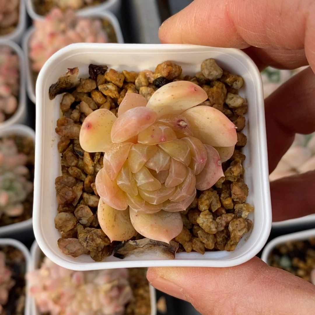 精品多肉一物一拍不包整120